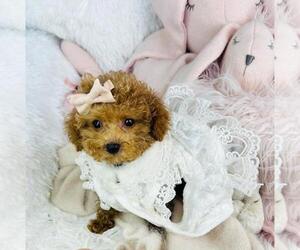 Medium Poodle (Toy)