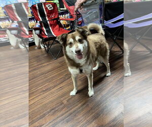 Poppi - Female Siberian Husky Dog for Adoption - Photo #3