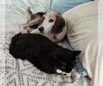 Small #8 Beagle
