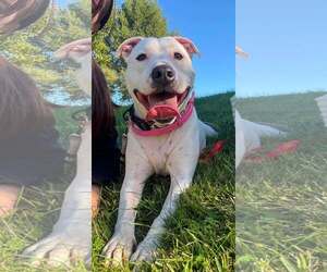 Daisy - Female American Staffordshire Terrier-Unknown Mix Dog for Adoption - Photo #3