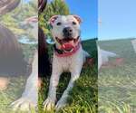 Small Photo #3 American Staffordshire Terrier-Unknown Mix Puppy For Sale in Shillington, PA, USA