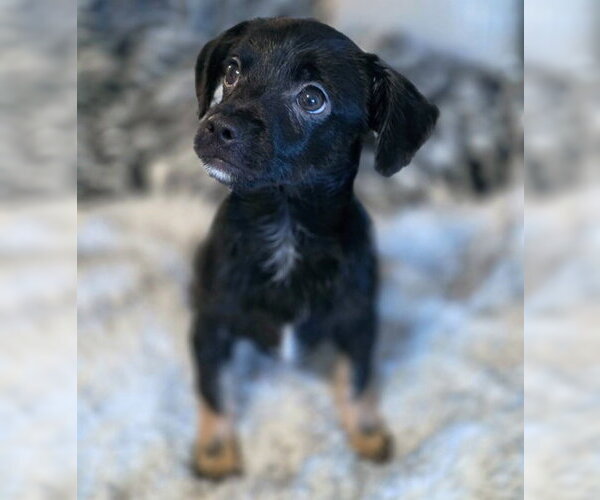 Medium Photo #2 Chiweenie Puppy For Sale in Chino Hills, CA, USA