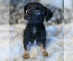 Small #1 Chiweenie