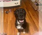 Small #2 Labrador Retriever Mix
