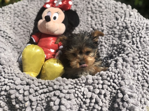 Medium Photo #3 Yorkshire Terrier Puppy For Sale in LOS ANGELES, CA, USA