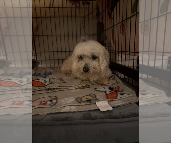 Medium Photo #3 Maltese-Unknown Mix Puppy For Sale in Grafton, WI, USA