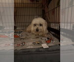 Small #2 Maltese Mix