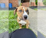 Small #1 Boxer
