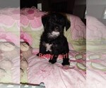 Small Photo #2 Chorkie Puppy For Sale in KANNAPOLIS, NC, USA