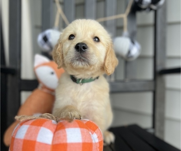 Medium Photo #1 Golden Retriever Puppy For Sale in FRANKLINTON, NC, USA