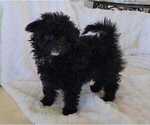 Small Photo #9 Pom-A-Poo Puppy For Sale in HENDERSON, NV, USA