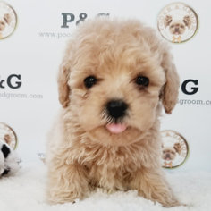 Maltese-Poodle (Toy) Mix Puppy for sale in TEMPLE CITY, CA, USA