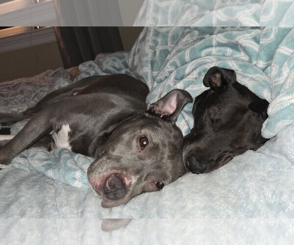 Medium Photo #23 Mutt Puppy For Sale in Mount Laurel, NJ, USA