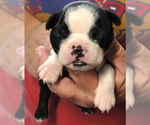Puppy 6 Boston Terrier
