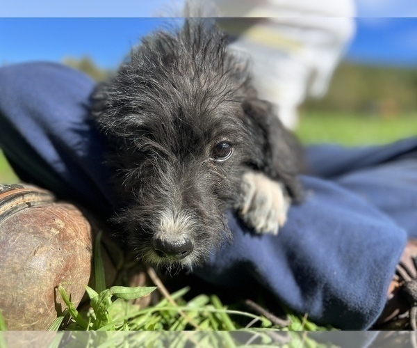 Medium Photo #4 Labradoodle Puppy For Sale in NEOLA, WV, USA