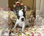 Small Photo #32 French Bulldog Puppy For Sale in AVON PARK, FL, USA