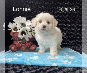 Bichon Frise Puppy for sale in MOUNT PLEASANT, MI, USA