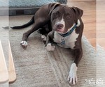 Small #5 Labrador Retriever Mix