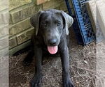 Small Labrador Retriever Mix