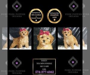 Poodle (Toy) Puppy for sale in WARSAW, IN, USA