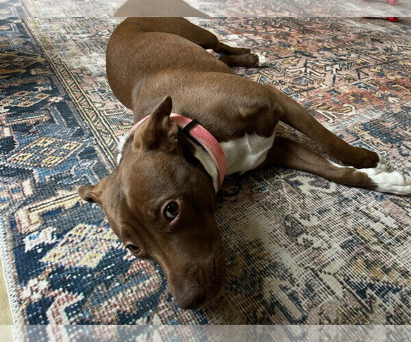 Medium Photo #3 Mutt Puppy For Sale in Doylestown, PA, USA