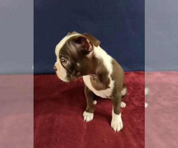 Medium Photo #1 Boston Terrier Puppy For Sale in GILBERT, AZ, USA
