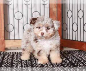 F2 Aussiedoodle Puppy for Sale in NAPLES, Florida USA