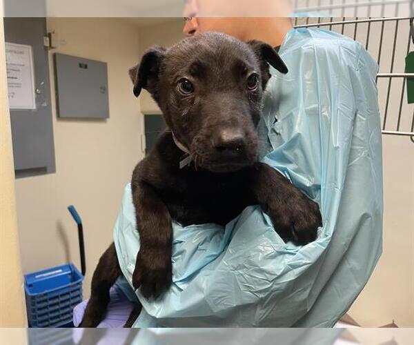 Medium Photo #1 German Shepherd Dog Puppy For Sale in Pasadena, CA, USA