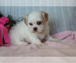 Shih Tzu Puppy for sale in SHILOH, OH, USA