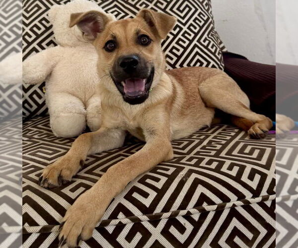 Medium Photo #3 Pug-Unknown Mix Puppy For Sale in Jefferson, NJ, USA