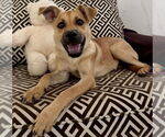 Small #2 Pug Mix
