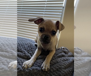 Chug Puppy for sale in PHOENIX, AZ, USA