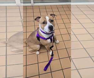 Mutt Dogs for adoption in Crete, IL, USA