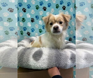 Spaniel-Unknown Mix Dogs for adoption in Chico, CA, USA