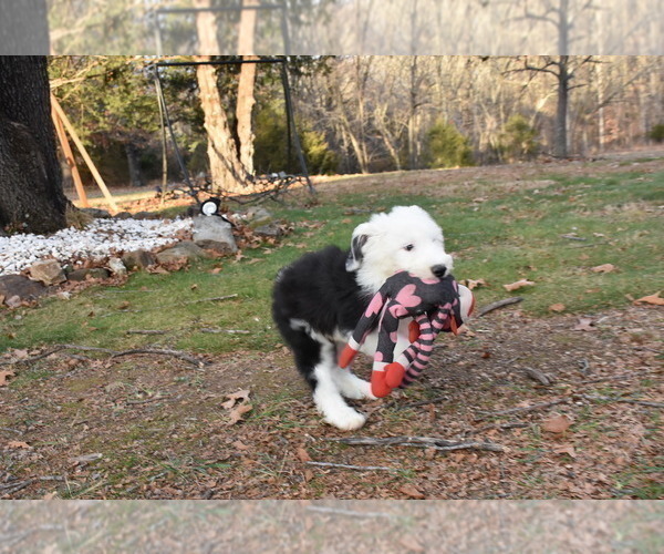 Medium Photo #25 Old English Sheepdog Puppy For Sale in MARIONVILLE, MO, USA