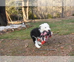 Small Photo #25 Old English Sheepdog Puppy For Sale in MARIONVILLE, MO, USA