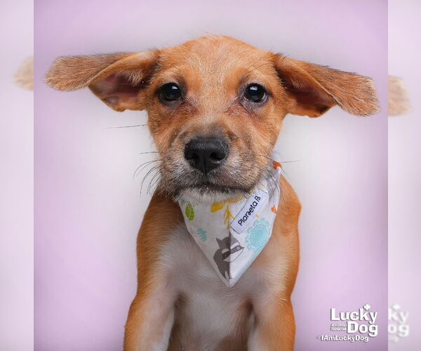 Medium Photo #1 Mutt Puppy For Sale in Washington, DC, USA