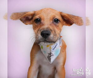 Mutt Dogs for adoption in Washington, DC, USA