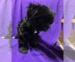 Small Photo #5 Shorkie Tzu Puppy For Sale in GALVA, IL, USA