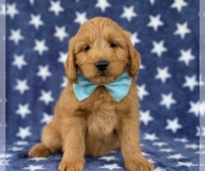 Goldendoodle Puppy for sale in LANCASTER, PA, USA