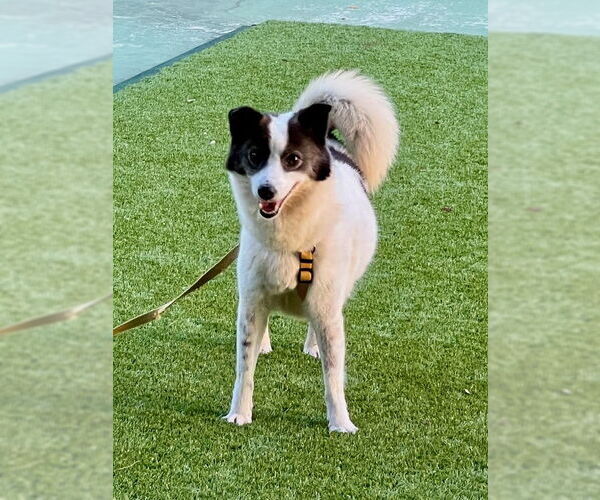 Medium Photo #4 Unknown-pomeranian spitz Mix Puppy For Sale in Agoura Hills, CA, USA