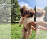 Small #3 Shih Tzu