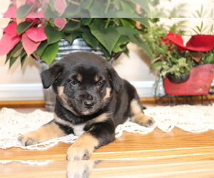 Shiba Inu-Siberian Husky Mix Puppy for sale in SHILOH, OH, USA