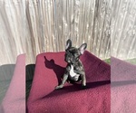 Small Photo #5 French Bulldog Puppy For Sale in BRYAN, TX, USA