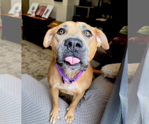UNO - Female American Staffordshire Terrier-Boxer Mix Dog for Adoption - Photo #3