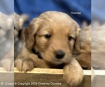 Small Photo #13 Goldendoodle Puppy For Sale in WACO, TX, USA
