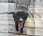 Small #1 Australian Shepherd