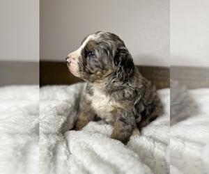 Bernedoodle Puppy for Sale in HENRYETTA, Oklahoma USA