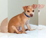 Small #5 Chihuahua Mix