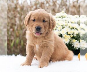 Golden Retriever Puppy for sale in NEWPORT, PA, USA